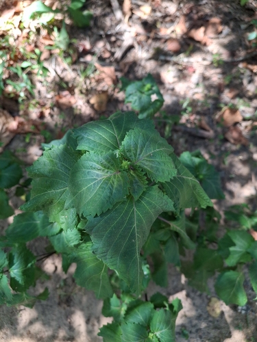 beefsteak plant