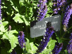 Salvia × sylvestris