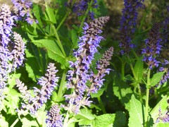 Salvia × sylvestris