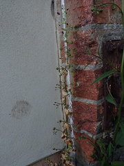 Scrophularia scopolii