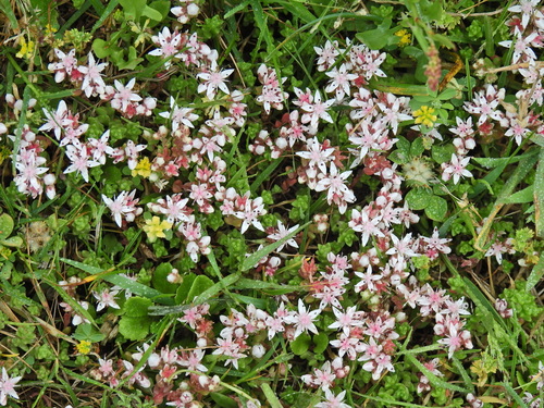 Sedum anglicum, photograph 2