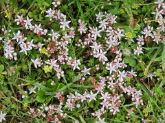 (c) Susan Marley, some rights reserved (CC BY) Sedum anglicum, photograph (c) Susan Marley, some rights reserved (CC BY)