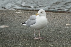 Larus argentatus