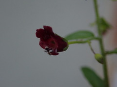 Scrophularia scopolii