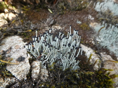 Pilophorus acicularis