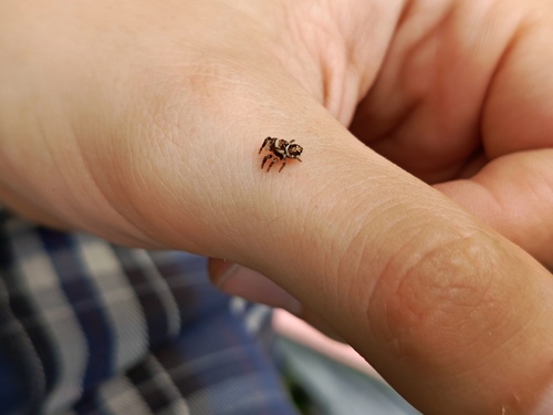 Woodland Jumping Spider