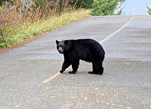 Black Bear sighting near Bowen Island