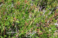 Discaria chacaye