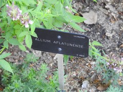 Allium aflatunense