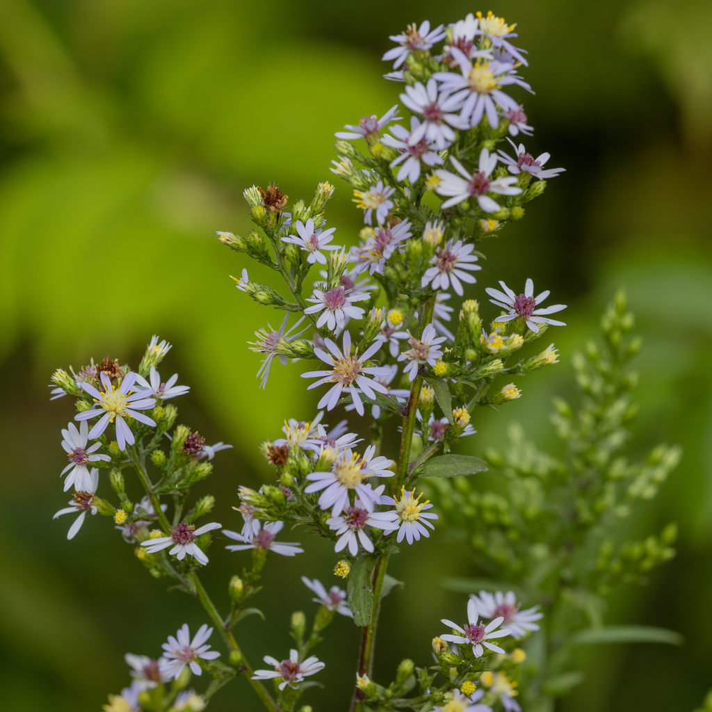Symphyotrichum urophyllum; photograph (c) Dan Vickers, some rights reserved (CC BY)