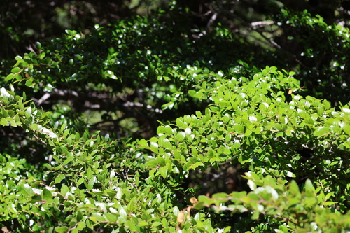 Nothofagus dombeyi, photograph 6