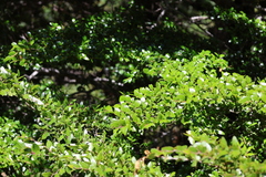 Nothofagus dombeyi, photograph (c) Grzegorz Grzejszczak, some rights reserved (CC BY-SA)