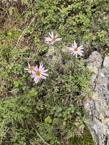 Chrysanthemum sinuatum, photograph 1