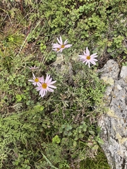 Chrysanthemum sinuatum