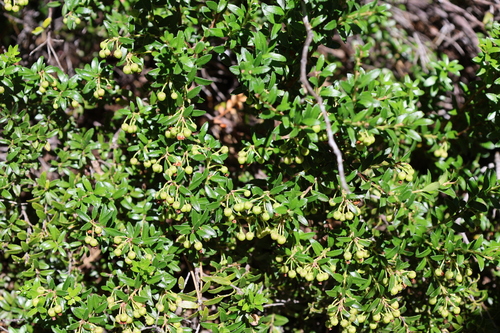 Gaultheria poeppigii, photograph 2