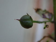 Scrophularia scopolii