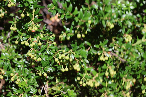 Gaultheria poeppigii, photograph 1