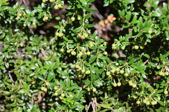 Gaultheria poeppigii