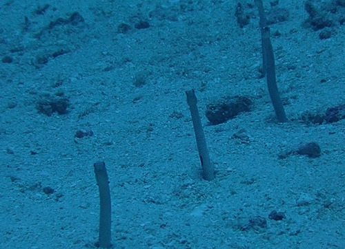 Black spotted garden eel