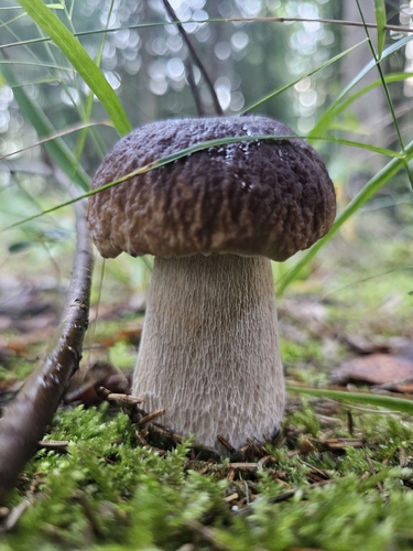 King Bolete