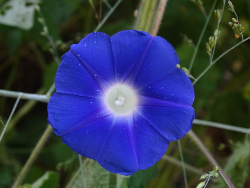 Ipomoea nil, photograph 6