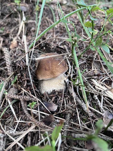 King Bolete