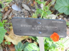 Geum coccineum
