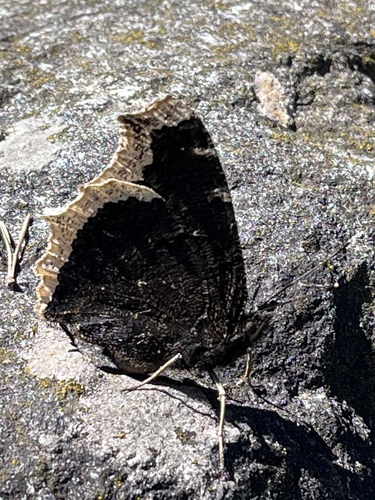 Mourning Cloak