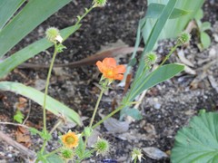 Geum coccineum