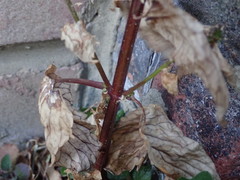Scrophularia scopolii
