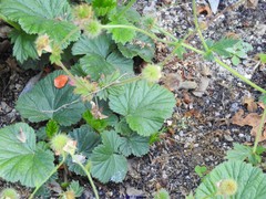 Geum coccineum