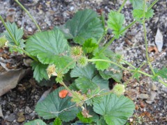 Geum coccineum