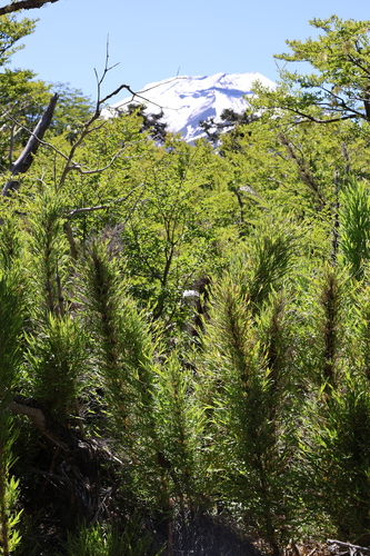 Chusquea culeou, photograph 1