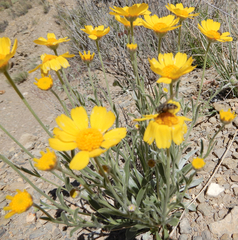 Tetraneuris argentea