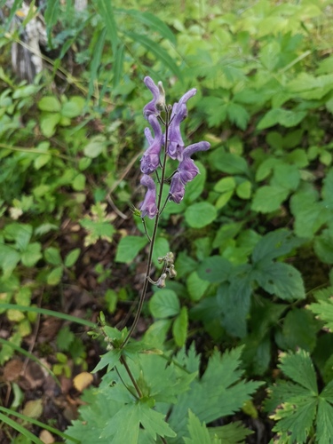 Northern Wolfsbane