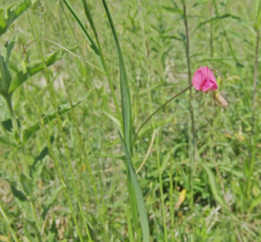 Lathyrus nissolia; photograph (c) Oleksandr Shynder, some rights reserved (CC BY)