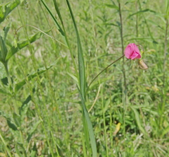 Lathyrus nissolia