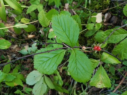 Stone Bramble