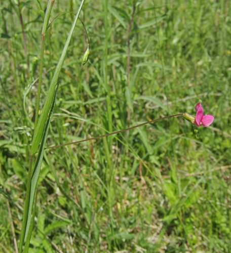 Lathyrus nissolia, photograph 1