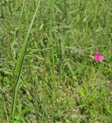 (c) Oleksandr Shynder, some rights reserved (CC BY) Lathyrus nissolia, photograph (c) Oleksandr Shynder, some rights reserved (CC BY)