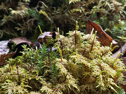 stairstep moss