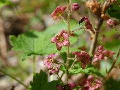 Ribes laxiflorum