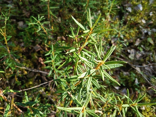 marsh Labrador tea
