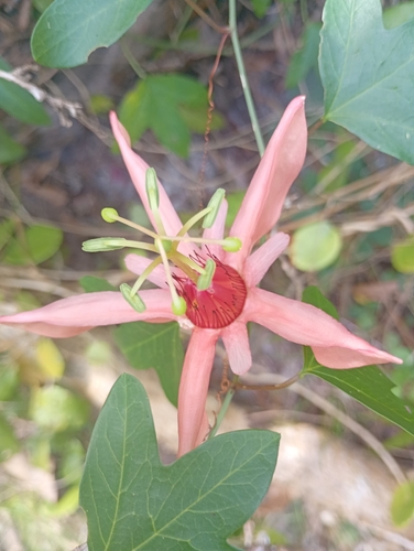 Passiflora aurantia observed 2026-08-29