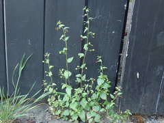 Scrophularia scopolii