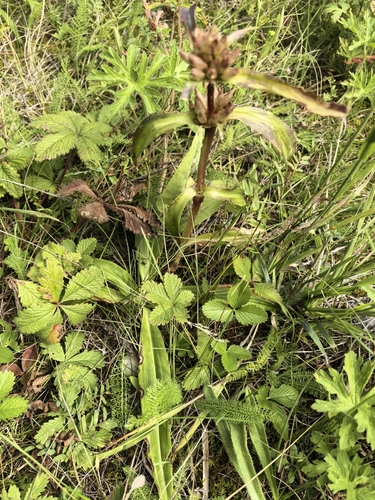 Gentiana macrophylla, photograph 3