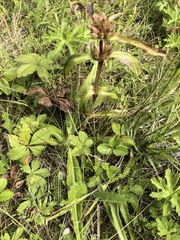 Gentiana macrophylla, photograph author not stated, no rights reserved