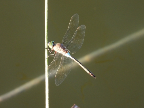 Lesser Emperor