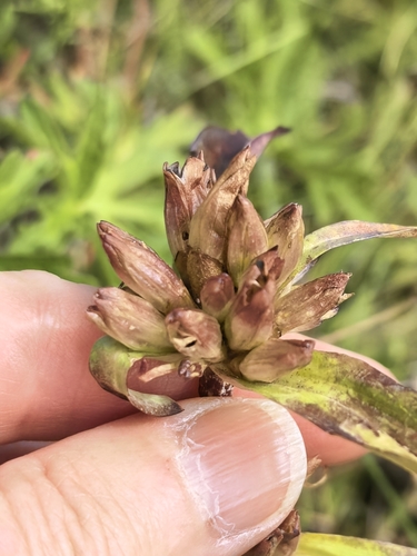 Gentiana macrophylla, photograph 4