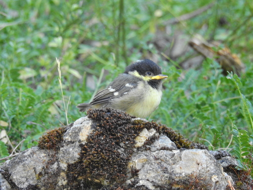 Mésange noire, jeune